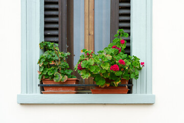 Fototapeta premium Red geranium flowers and green leaves in flowerpots on a window sill with old wooden shutters. Urban gardening, home decor, balcony lifestyle and summer exterior concept.