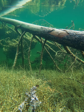 Underwater perspective of the incredibly clear turquoise waters, submerged tree trunk, and ancient root system of Antu Siniallikad, Estonia's clearest karst spring.