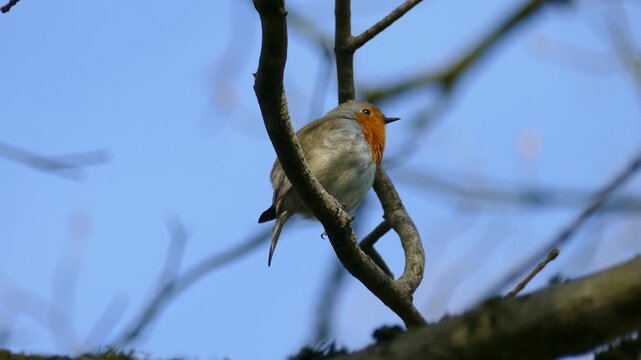 European robin (Erithacus rubecula) sitting on a tree branch in Zurich, Switzerland