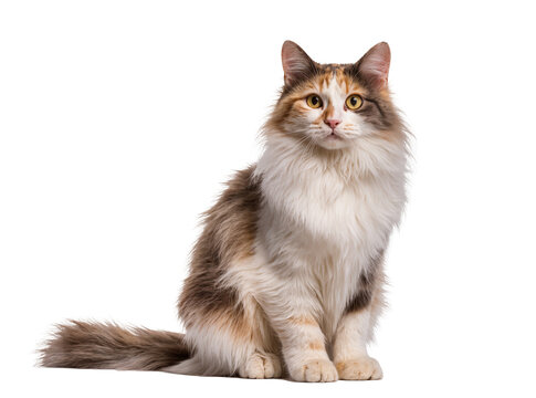 Isolated adorable fluffy calico cat sitting calmly and looking at the camera with bright yellow eyes.