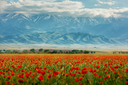 Blooming red poppy fields with mountain landscape in the background in Kazakhstan. Scenic spring meadow covered with wild poppies against majestic mountain scenery in Central Asia