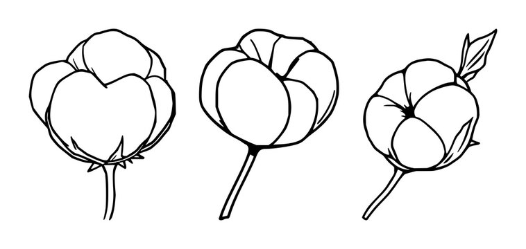Cotton boll pod set with black line art on white background featuring cotton, fiber, agricultural with illustration and vector