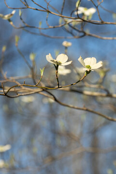 Branches of a beautiful, wild, white dogwood tree branches in full bloom against a blue spring sky. Vertical.