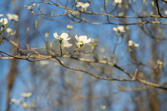 Beautiful, wild, white dogwood tree branches in full bloom against a blue spring sky.
