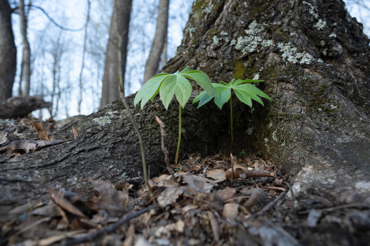 Looking up at two, young, green Mayapple plants sheltered at base of a large tree in a forest