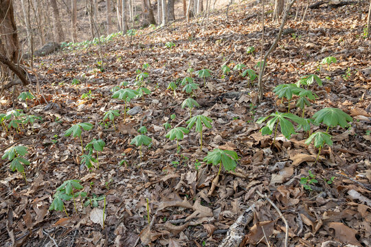 Colony of green Mayapple plants, podophyllum peltatum, emerging from the brown leaf covered forest floor in early spring