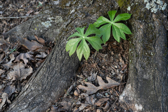 Two green Mayapple plants sheltered at base of a large tree, from above.