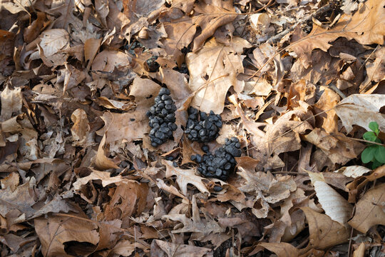 White-tailed deer scat, clumped together in spring, possibly from buck.  Clumping often occurs when animal consumes a moisture rich diet.