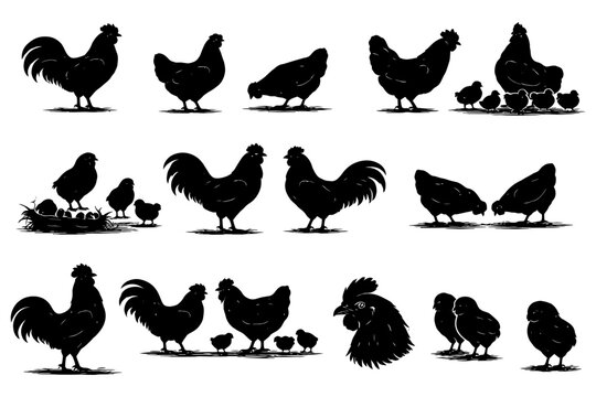 Silhouette collection of farm chickens and roosters with chicks.