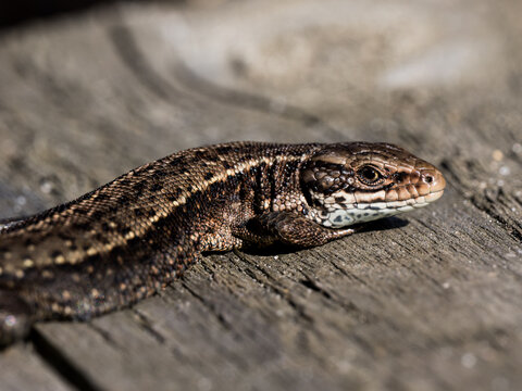Common Lizard Basking on Rthe Boardwalk