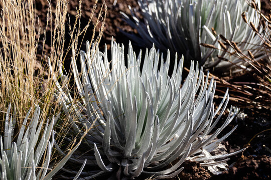 Close-up of Rare Haleakala Silversword Succulent on Volcanic Slopes &ndash; Haleakala National Park, Maui