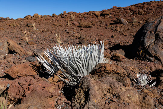 Endangered Haleakala Silversword Plant on Volcanic Slopes &ndash; Haleakala National Park, Maui