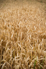 Fototapeta premium Golden wheat field showing ripe grain ready for harvest, highlighting agriculture, farming, and the natural abundance of cereal crops in a rural landscape during summer season