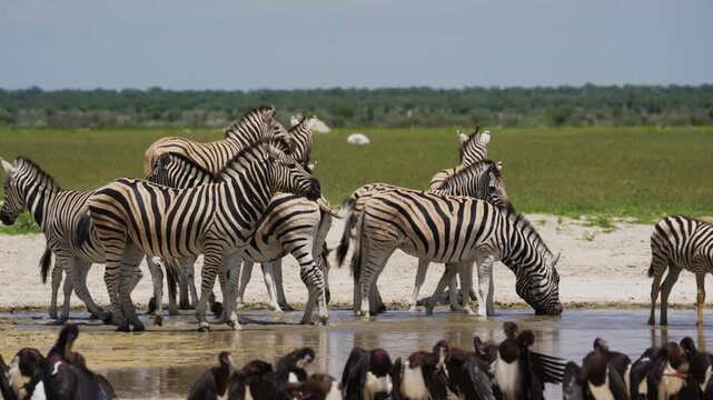 Burchell's plains zebra and Abdim's stork drinking at waterhole in Etosha National Park, showcasing rich african wildlife and unique coexistence in savanna