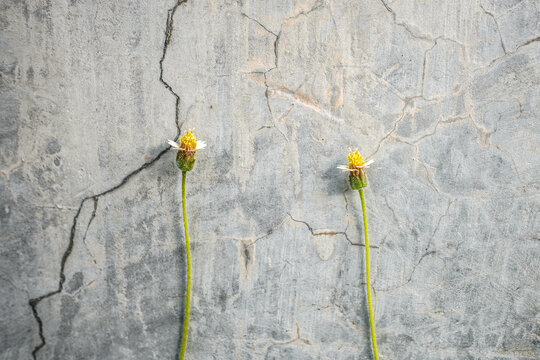 Beautiful Tridax procumbens flowers growing near a concrete wall