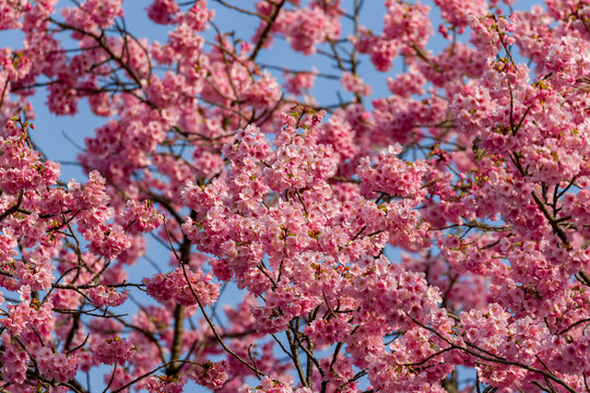 Beautiful pink sakura flowers in full bloom against a clear blue sky in spring