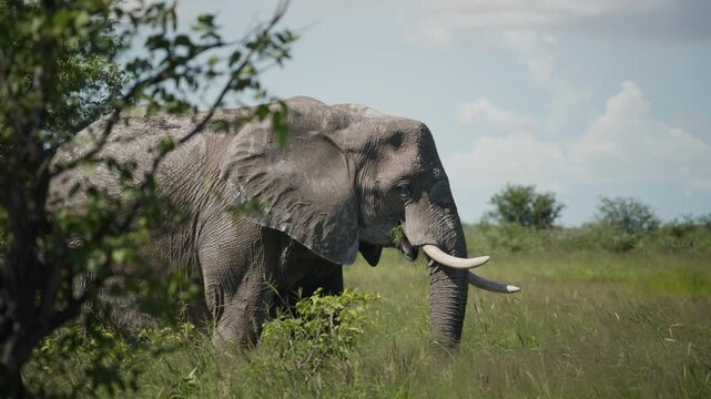 Lone african elephant with large tusks grazing on tall green grass in savanna wilderness, foraging for food and eating in natural habitat on a sunny summer day