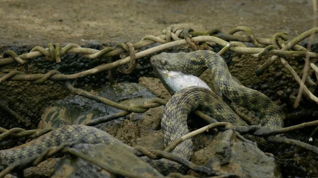 Dice snake (Natrix tessellata) hunting prey fish