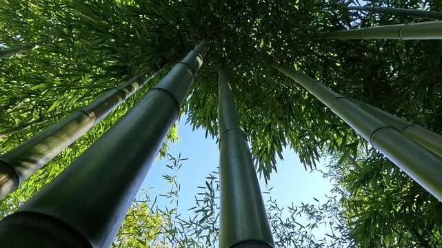 Large green stems of giant bamboo in a garden in Odessa, Ukraine