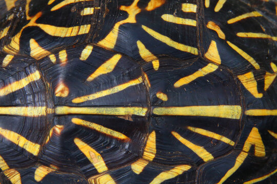Florida box turtle, Terrapene bauri, Carapace scutes