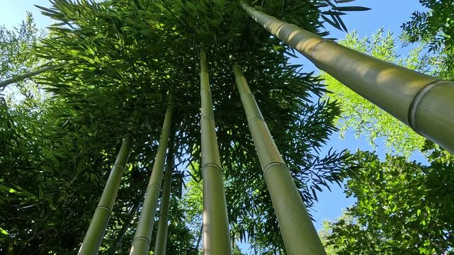 Large green stems of giant bamboo in a garden in Odessa, Ukraine