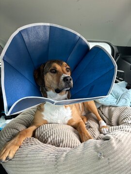 Dog in a blue cone after surgery 