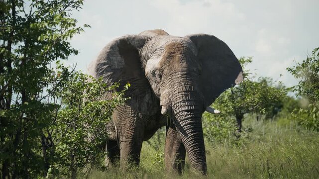 Majestic african bush elephant flapping ears and eating grass in Etosha National Park, large male bull in its natural habitat in wild plains of Namibia, Africa