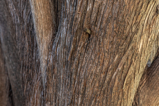 Close up image of red juniper tree trunk bark background texture.