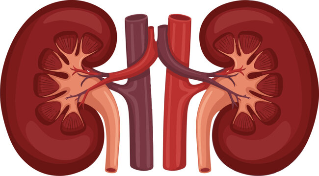 Detailed anatomical illustration of a healthy pair of human kidneys with major blood vessels, highlighting the internal structure and vital function for medical and educational purposes