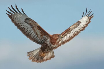 Fototapeta premium Soaring raptor with wings spread, detailed plumage in natural light