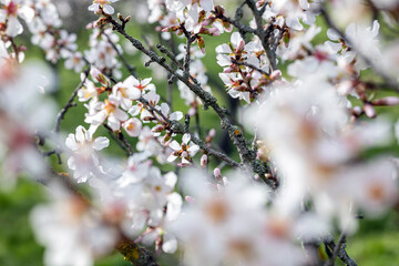 Fototapeta premium Soft Focus Almond Blossoms Branch Close Up Spring
