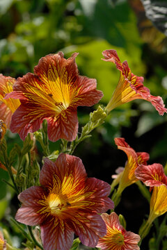 Trompetenzunge,  Salpiglossis sinuata, Bl&uuml;te