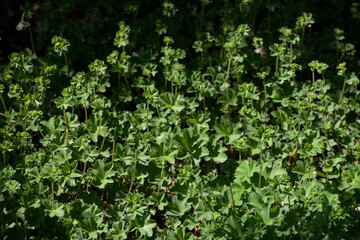 Obraz premium Frauenmantel, Alchemilla sp., Zwergiger Frauenmantel, Alchemilla erythropoda, Blüte, Laubblätter