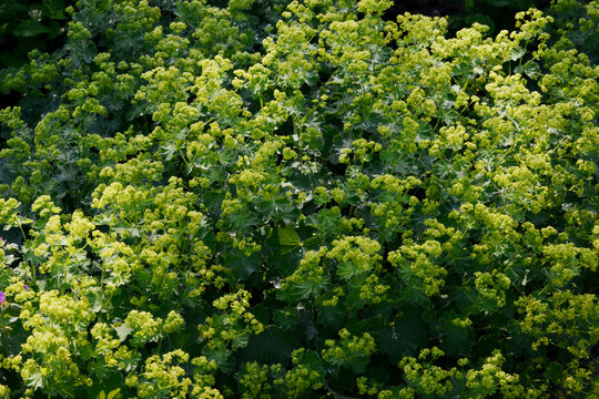 Frauenmantel,  Alchemilla sp., Alchemilla mollis, Bl&uuml;te, Laubbl&auml;tter