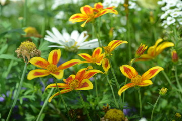Obraz premium Zweizahn Hawaiian Flare; Bidens triplinervia; Yellow Red Star