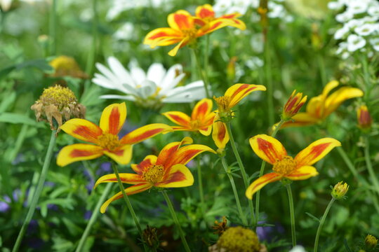 Zweizahn Hawaiian Flare; Bidens triplinervia; Yellow Red Star