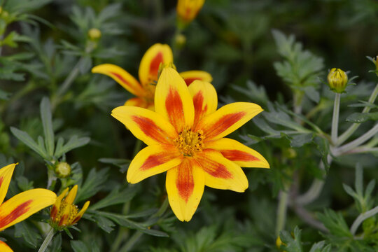 Zweizahn Hawaiian Flare; Bidens triplinervia; Yellow Red Star