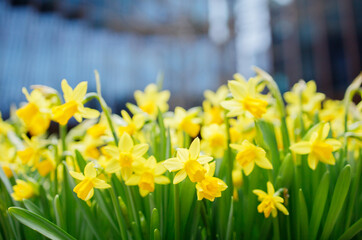 Obraz premium Many small yellow daffodils growing in a big flowerpot outside at industrial district among modern buildings close up. First spring flowers in a big city, decorating city space