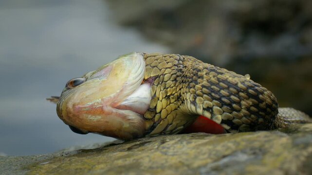 Dice snake (Natrix tessellata) hunting prey fish