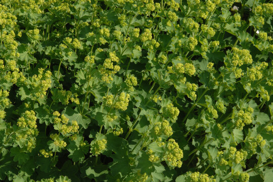 Frauenmantel,  Alchemilla sp., Alchemilla mollis, Bl&uuml;te, Laubbl&auml;tter