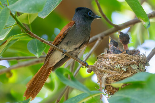 African Paradise Flycatcher (Terpsiphone viridis) female at nest with two nestlings, chicks, in montane forest, Swellendam, Western Cape, South Africa