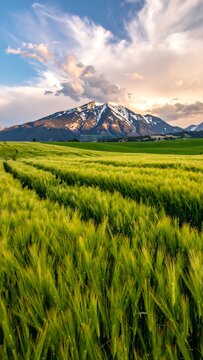 Vast wheat field leads to snow capped mountain beneath a dramatic cloudscape at dusk