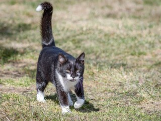 Common heather (Calluna vulgaris). © Adam
