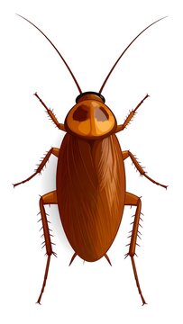 Vector art of a brown cockroach with antennae, top-down view, isolated on white