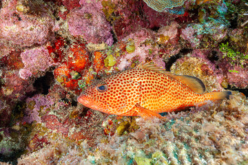 Fototapeta premium Honduras, Roatan, Red Hind (Epinephelus guttatus), Grouper