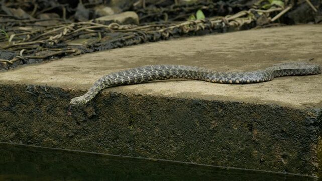 Dice snake (Natrix tessellata) hunting prey fish