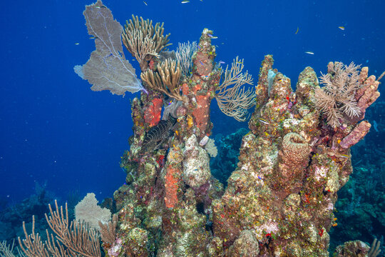 Honduras, Roatan, Coral reef panorama