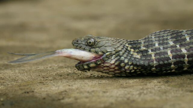 Dice snake (Natrix tessellata) hunting prey fish