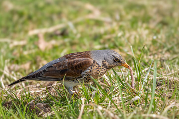Kwiczoł(Turdus pilaris). © Janusz Lipiński
