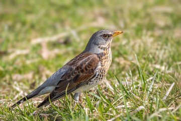 Kwiczoł(Turdus pilaris). © Janusz Lipiński